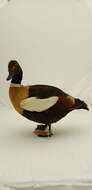 Image of Australian Shelduck