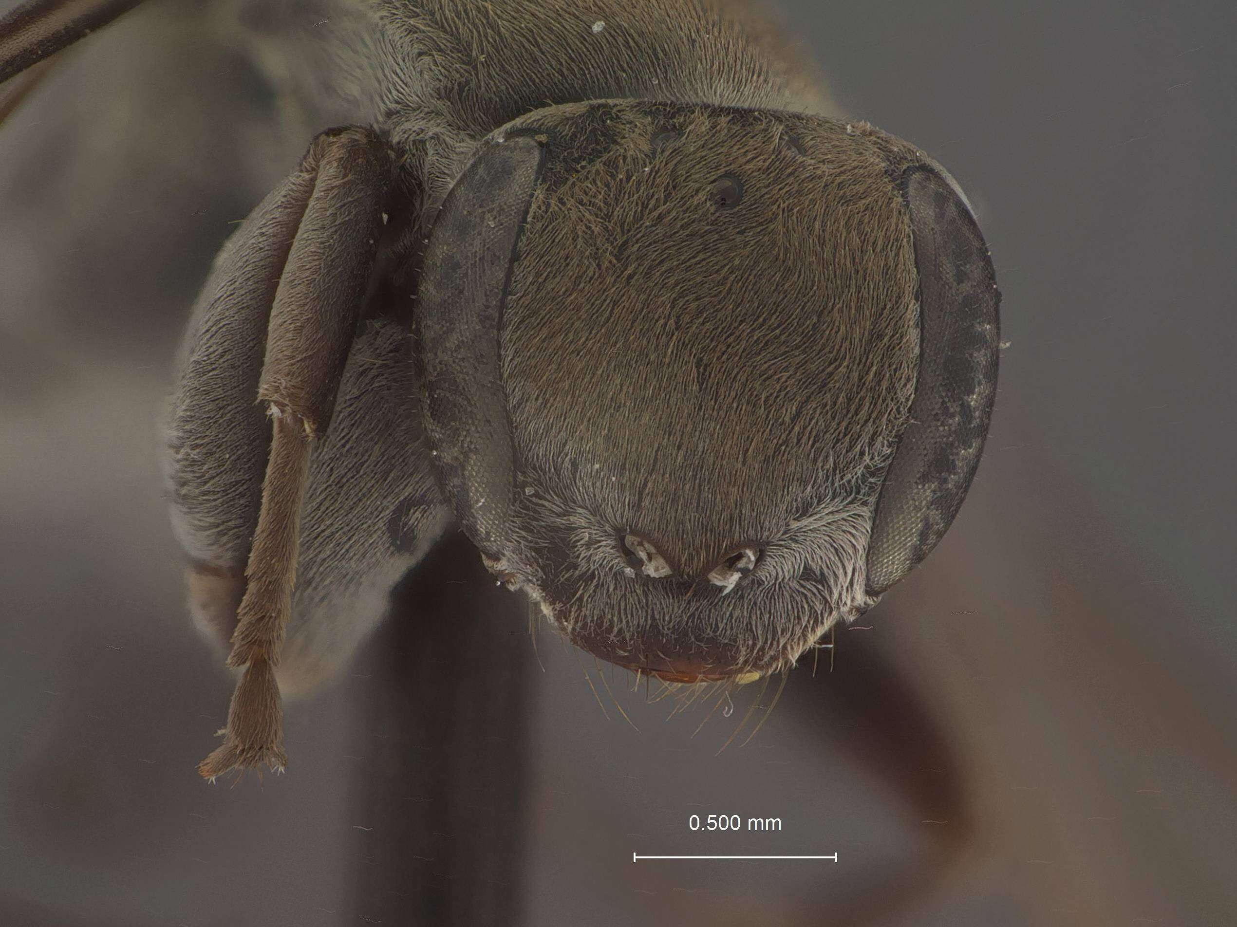 Allaporus rufiventris (Cresson 1872) resmi