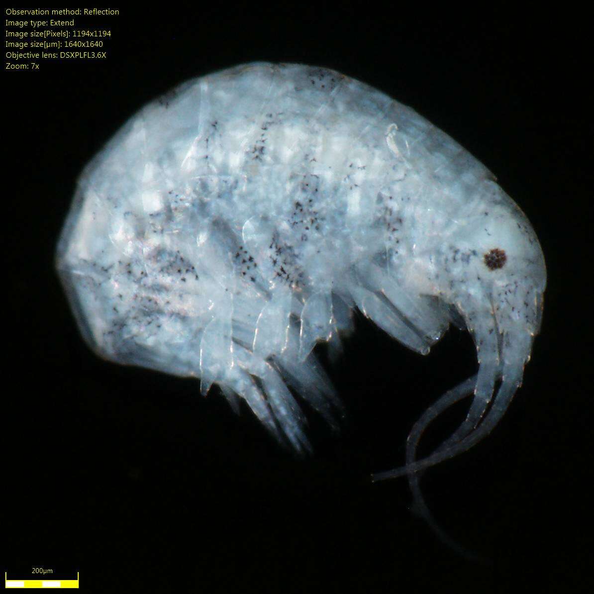 Image of Amphipoda