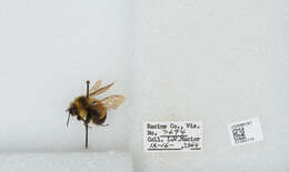 Слика од Bombus affinis Cresson 1864