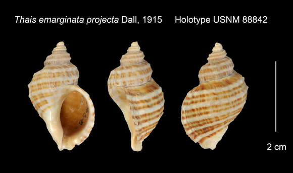 Image of Nucella ostrina (Gould 1852)