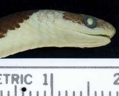 Image of Blanford's Bridal Snake