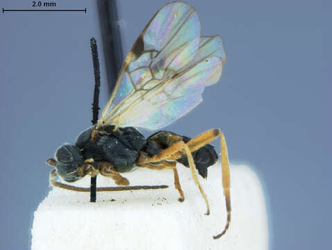 Image of Microplitis spinolae (Nees 1834)
