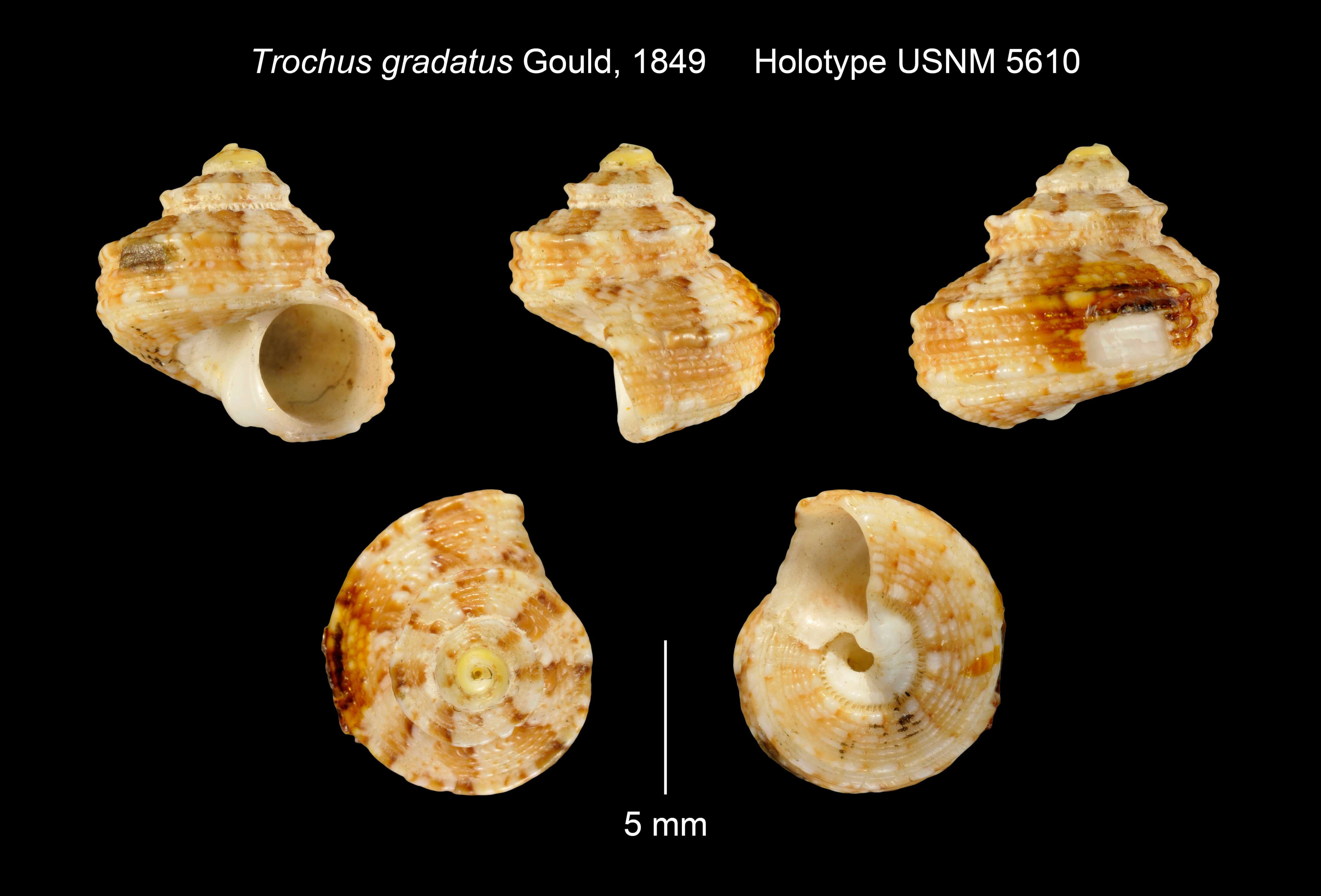 Image of <i>Trochus gradatus</i> Gould