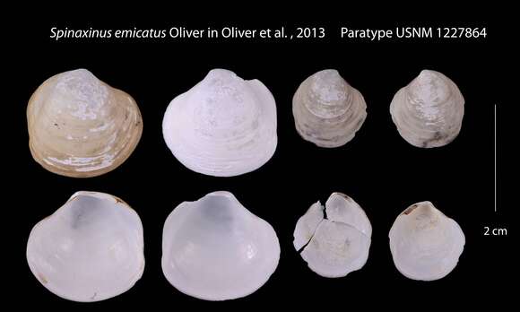 Plancia ëd Spinaxinus P. G. Oliver & Holmes 2006