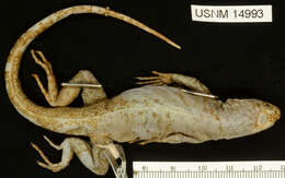 Microlophus pacificus (Steindachner 1876) resmi