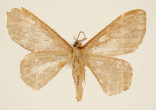 Image of <i>Calyptocome ptyctographa</i> Dyar