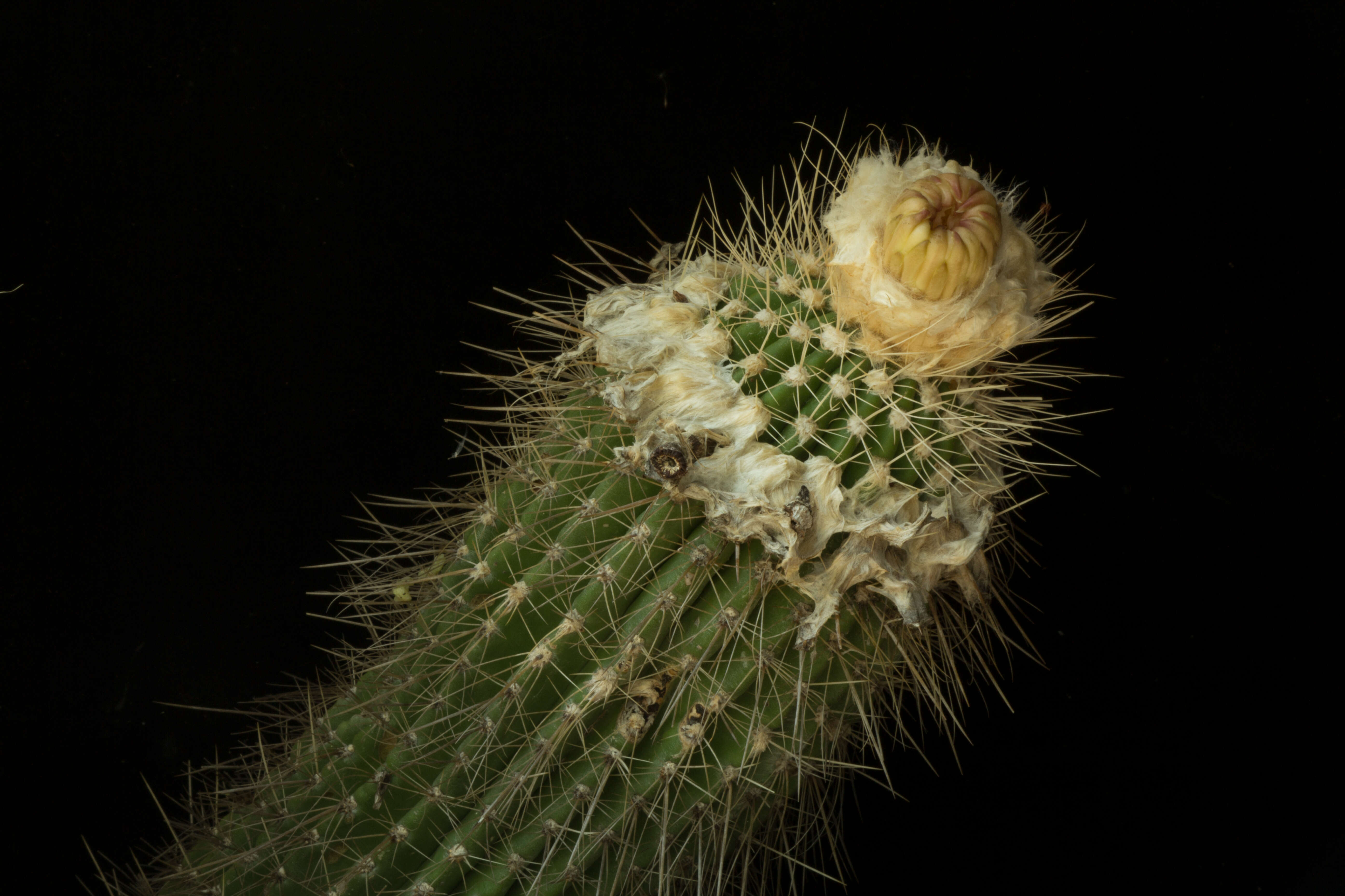 Image de Cephalocereus apicicephalium E. Y. Dawson