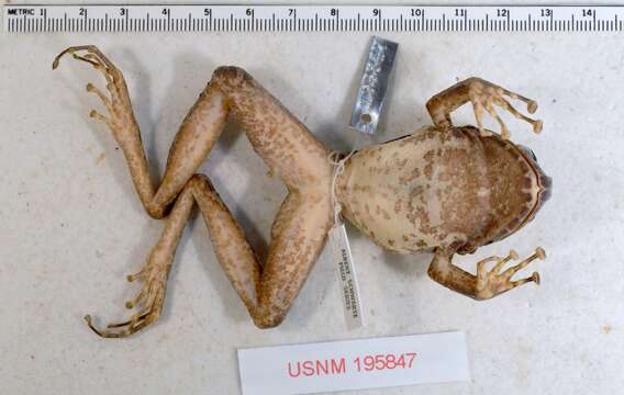 Image of Norton's Robber Frog