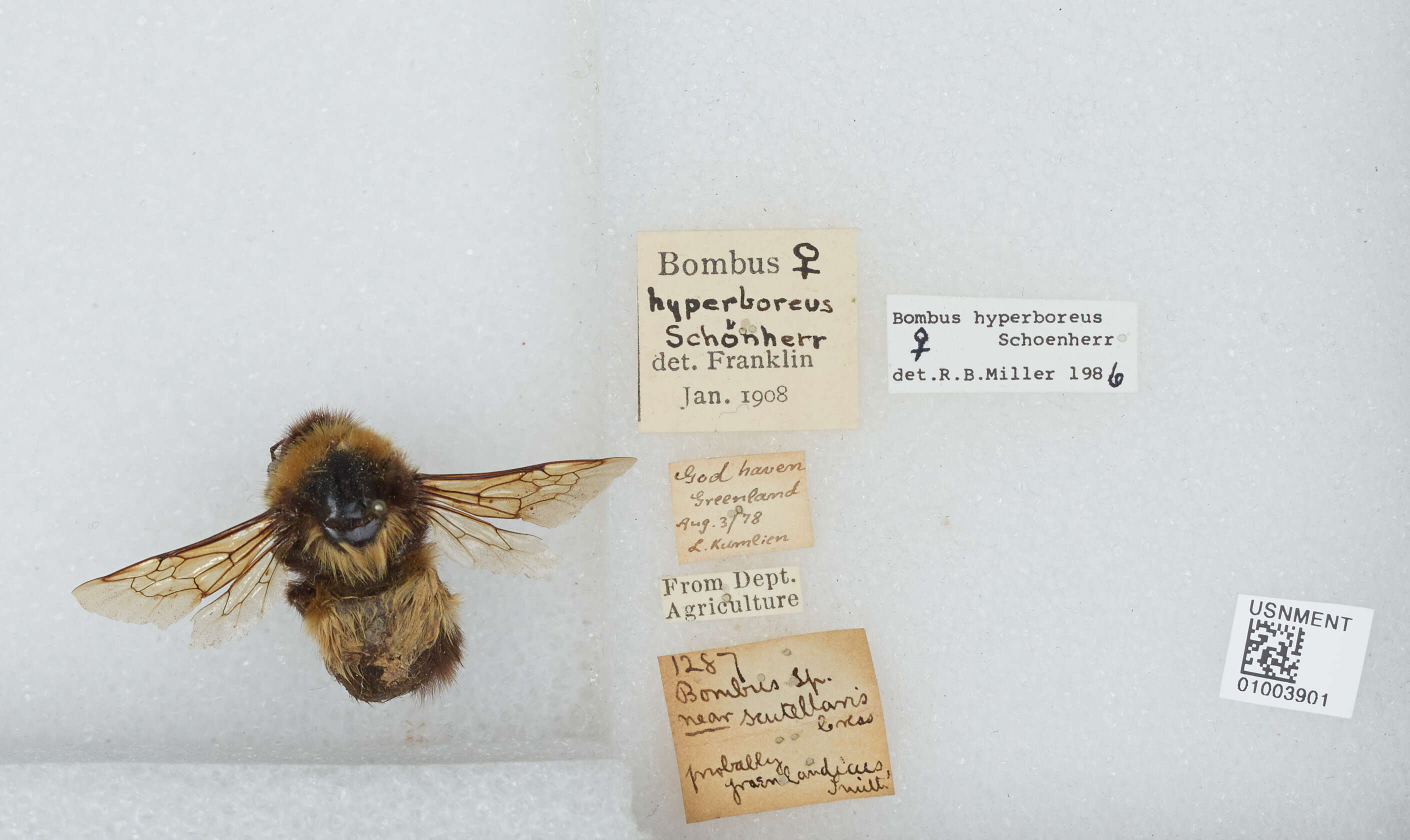 Слика од Bombus hyperboreus Schönherr 1809