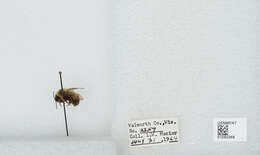 Слика од Bombus affinis Cresson 1864