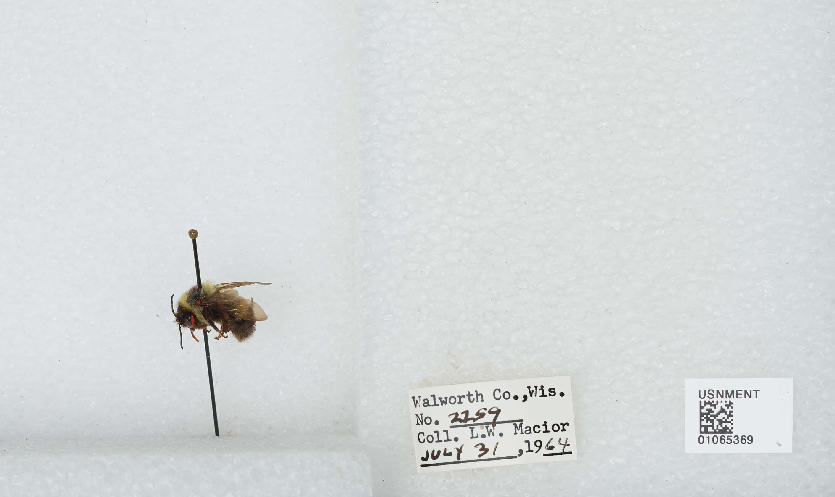 Слика од Bombus affinis Cresson 1864