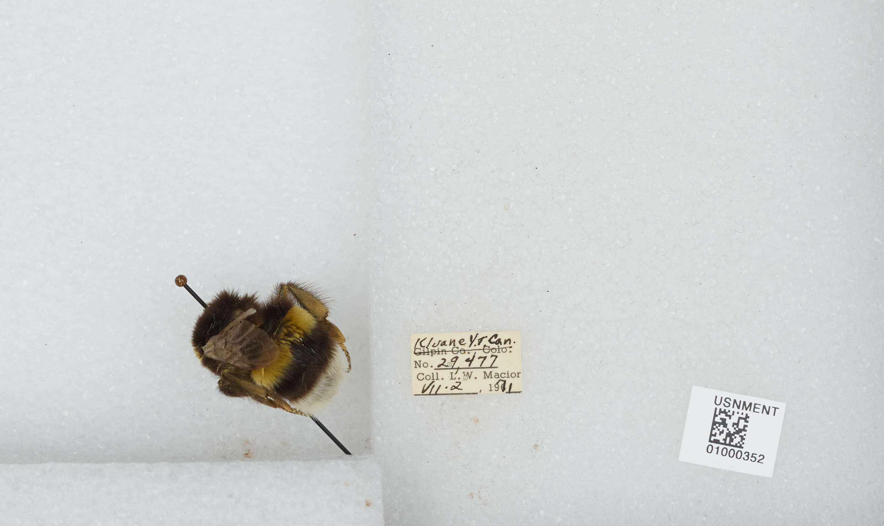 Image of White-tailed bumblebee