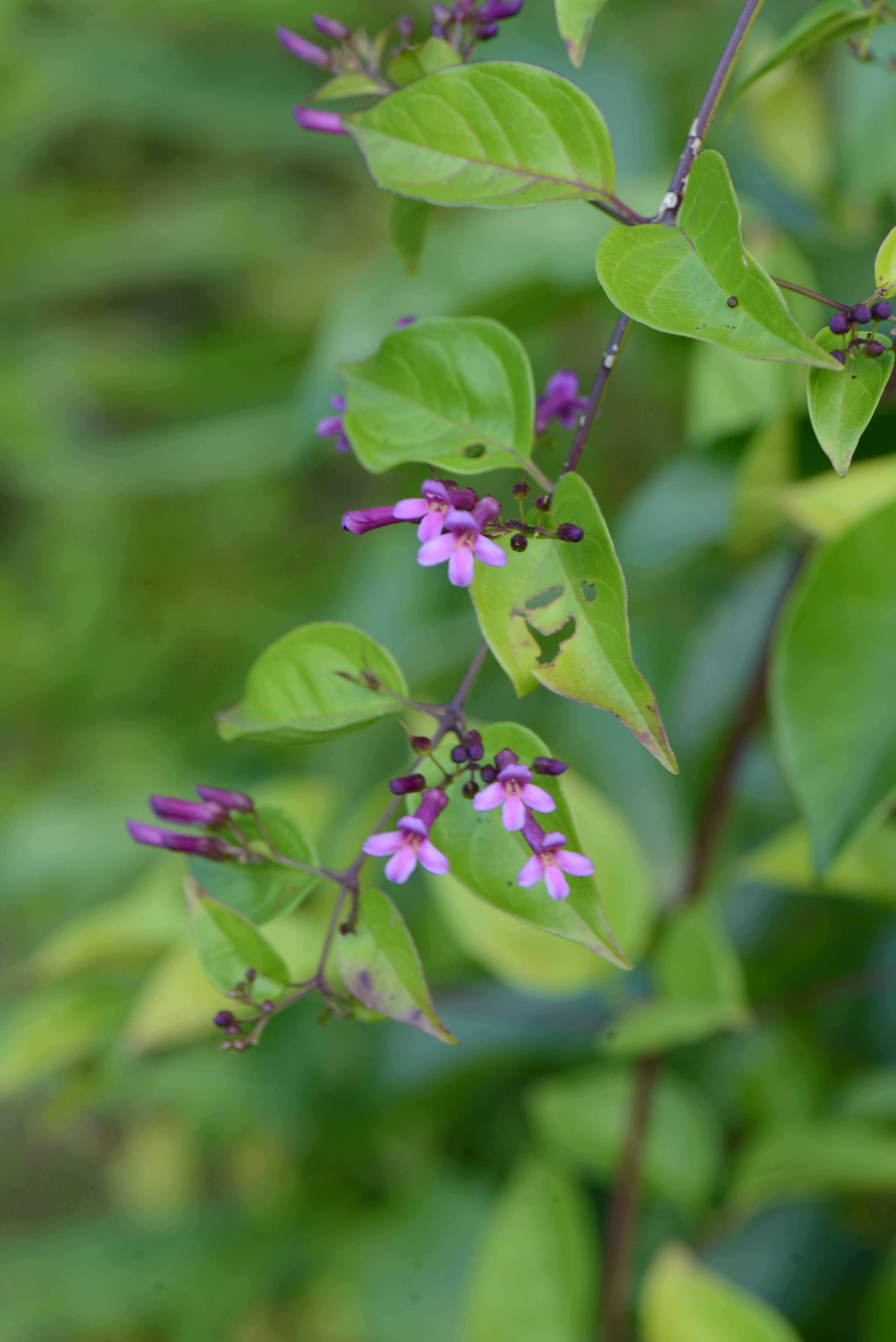 Image of Russelia campechiana Standley