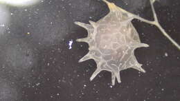 Image of Dendrogastrida