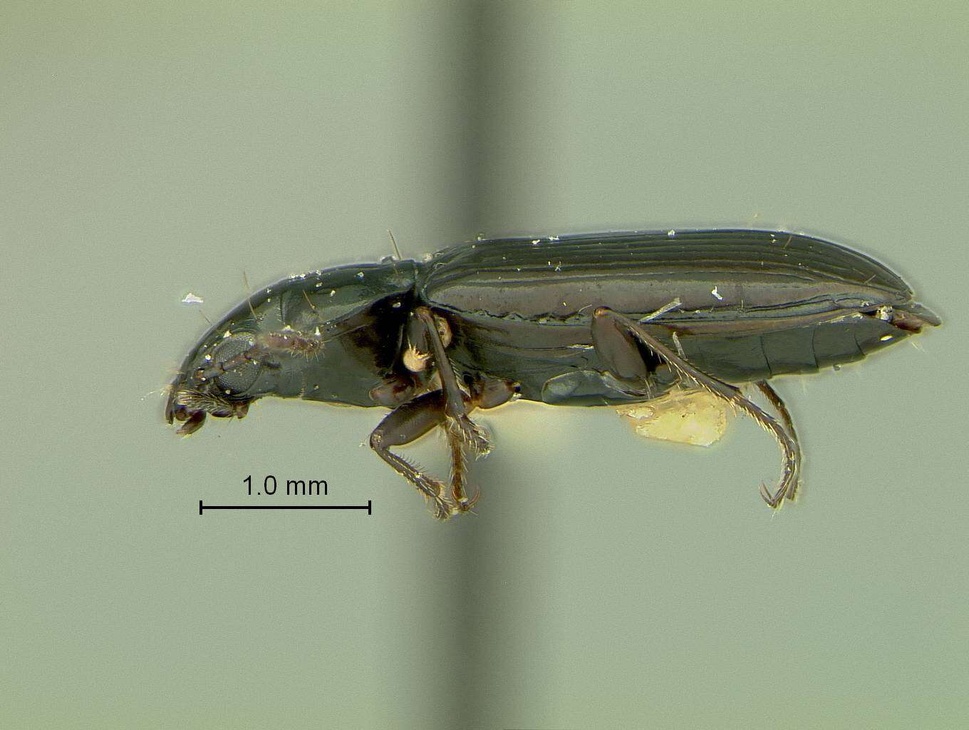 Plancia ëd Bembidion (Plataphus) farrarae Hatch 1950