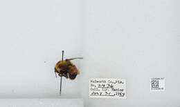 Слика од Bombus affinis Cresson 1864