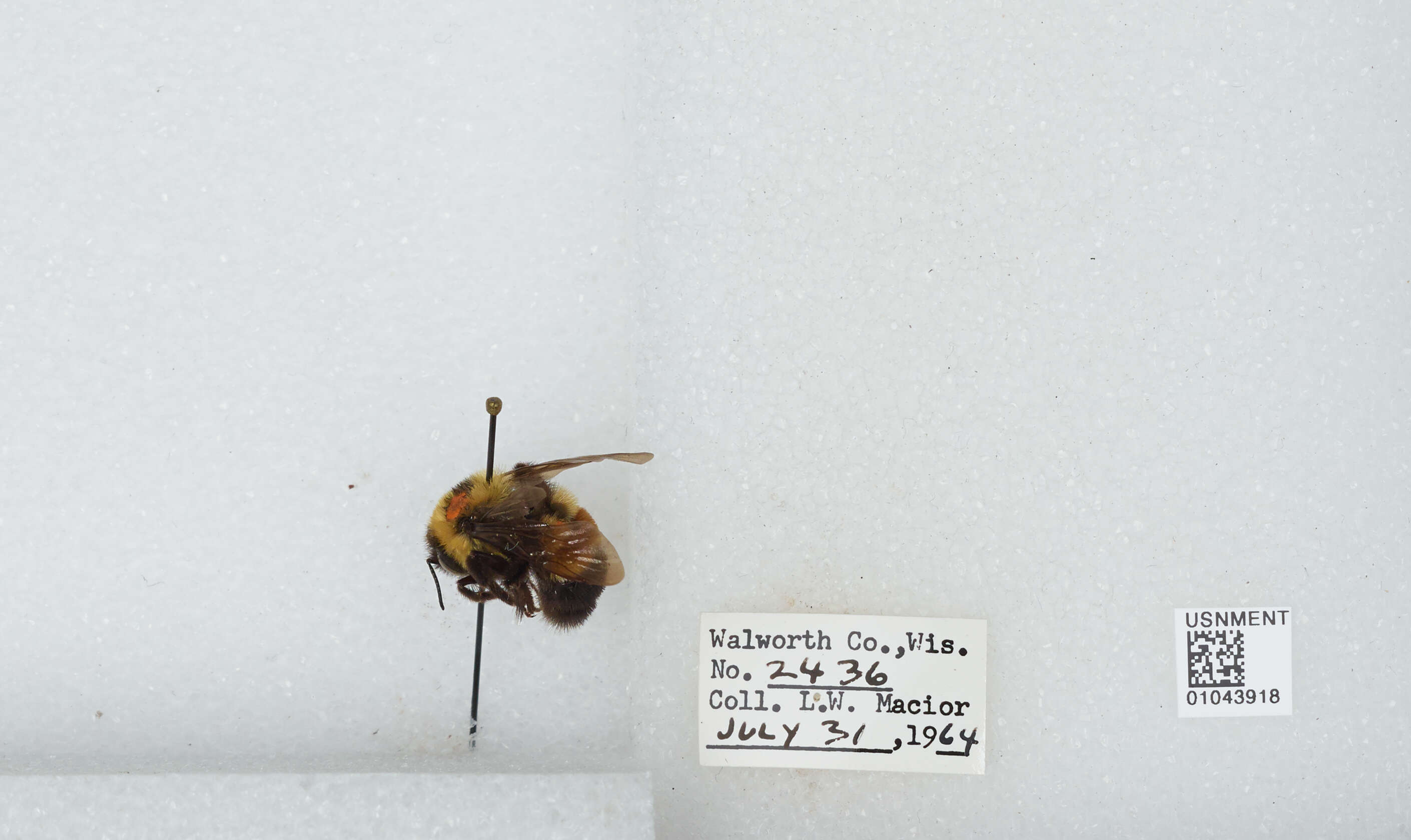 Слика од Bombus affinis Cresson 1864