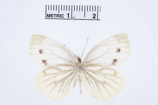 Plancia ëd Pieris napi (Linnaeus 1758)