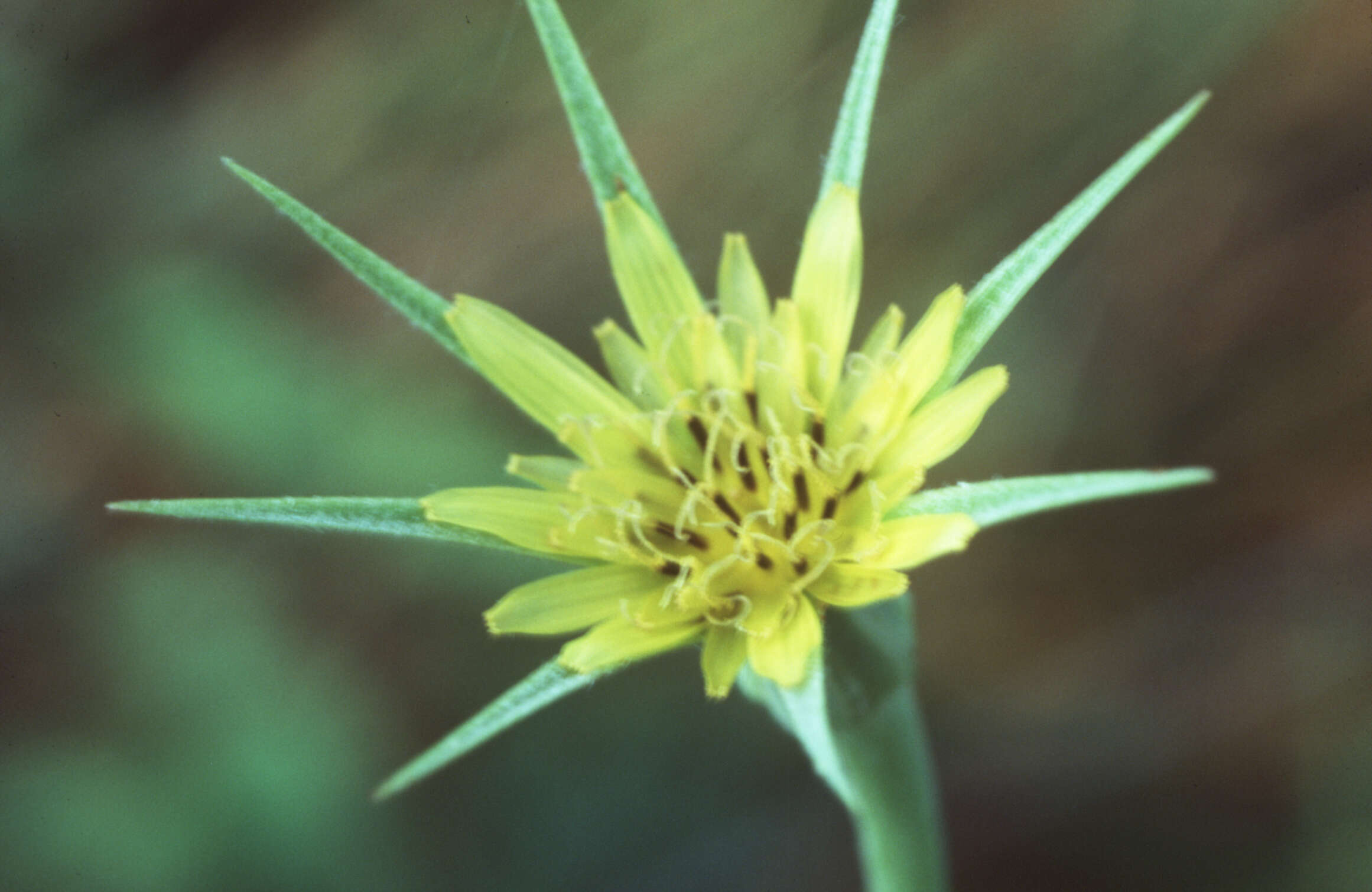 Image of yellow salsify