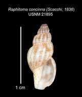 صورة Leufroyia concinna (Scacchi 1836)