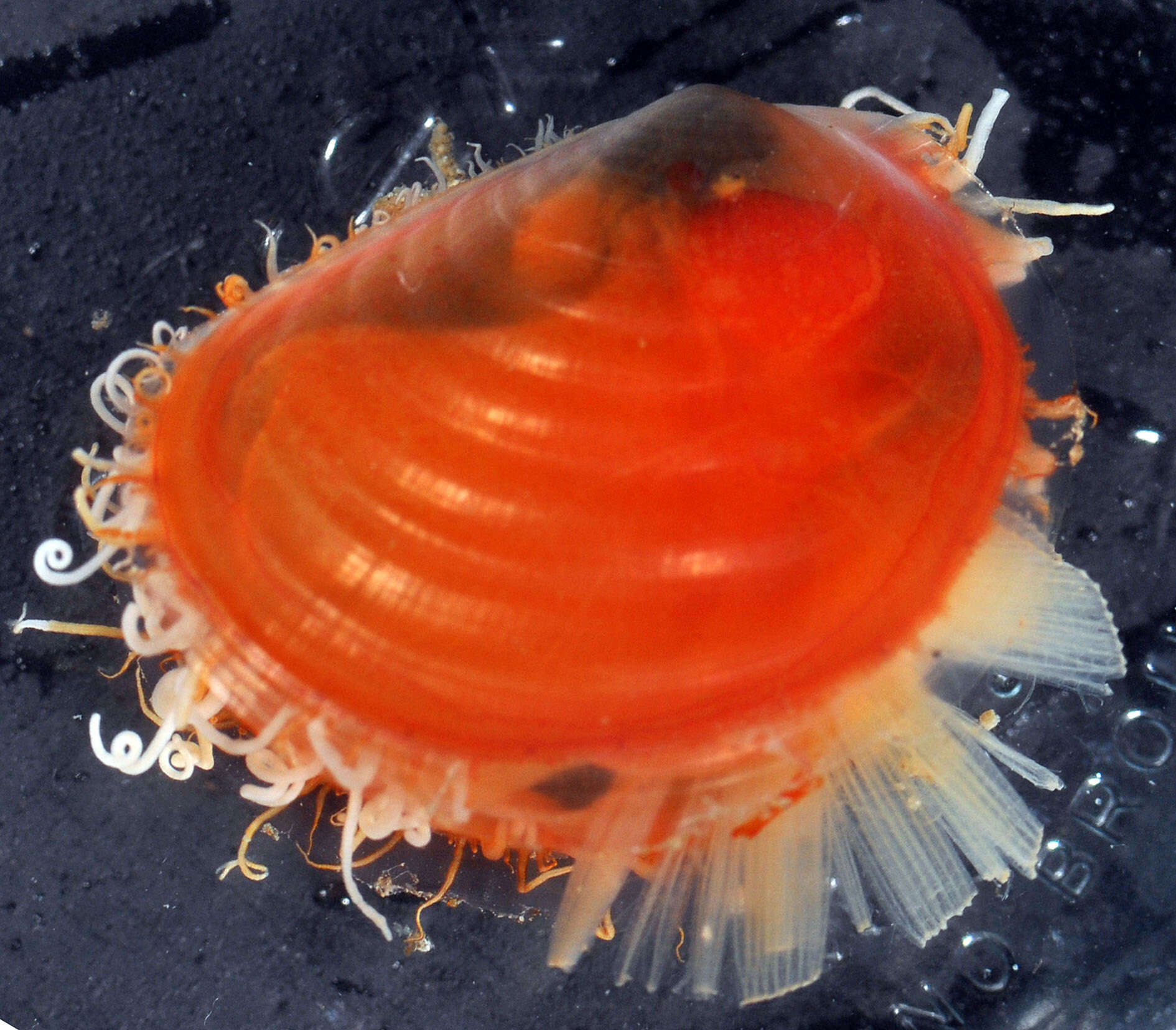 Image of Mantellina translucens Harasewych & Tëmkin 2015