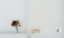 Image of White-tailed bumblebee