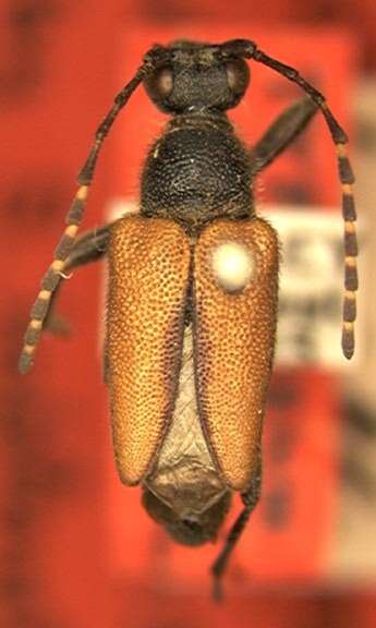 Brachyleptura vagans (Olivier 1795) resmi