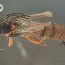 Acropimpla punctata Baltazar 1961的圖片