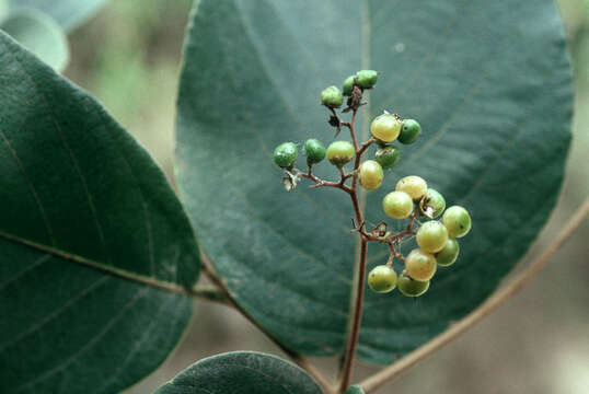 Plancia ëd Cordia sulcata DC.