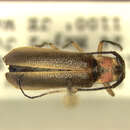 Image of Eranina rosea (Galileo & Martins 2004)