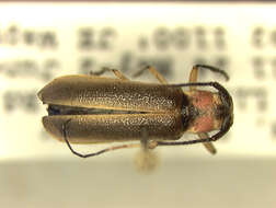 Image of Eranina rosea (Galileo & Martins 2004)