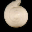 Image of Marginella amoena Suter 1908