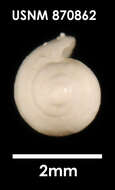 Image of Marginella amoena Suter 1908