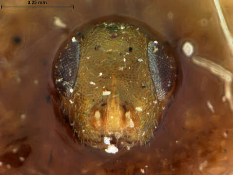 Image of Copidosoma auriceps (Ashmead 1900)