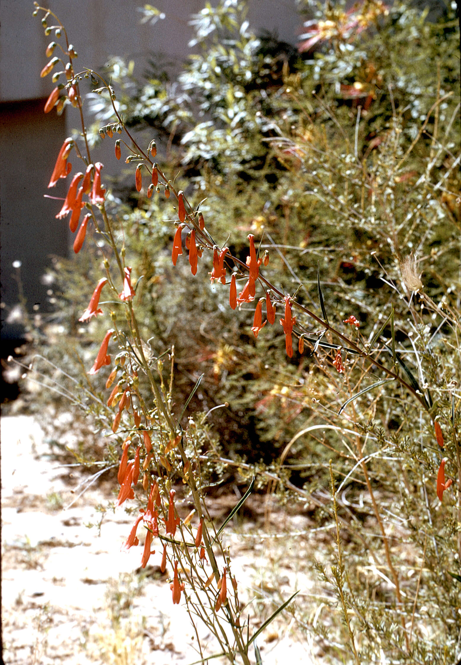 Image of beardlip penstemon