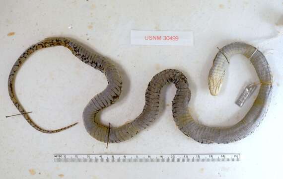 Image of Sumichrast's Garter Snake