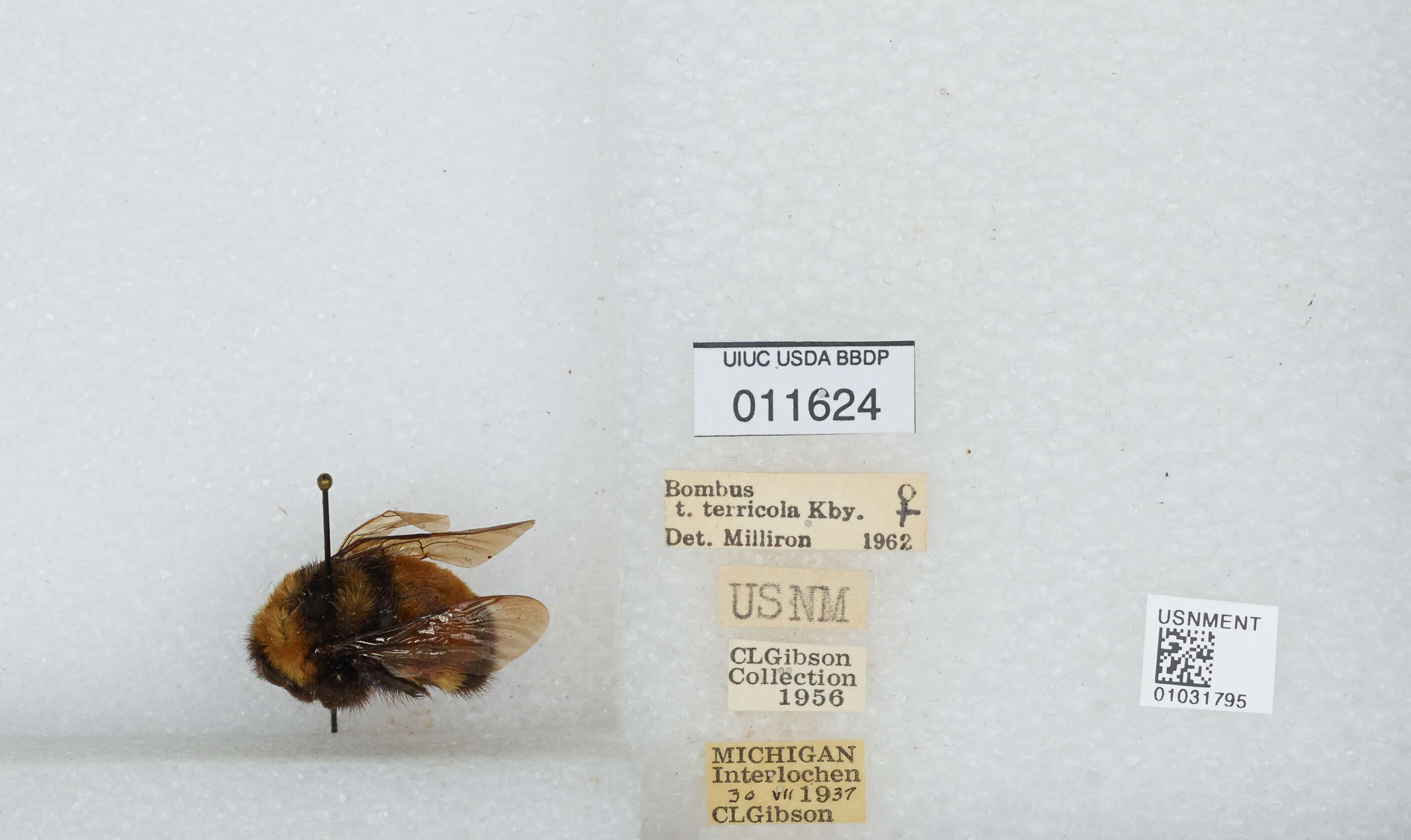 Image of Yellow-banded Bumblebee