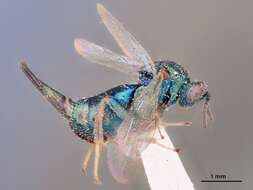 Image of Ormyrus setosus Hanson 1992