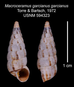 Image of <i>Macroceramus <i>garcianus</i></i> garcianus