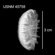 Sivun Stephanocyathus (Stephanocyathus) paliferus Cairns 1977 kuva