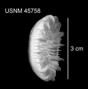 Image of Stephanocyathus (Stephanocyathus) paliferus Cairns 1977