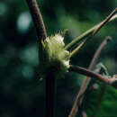 Слика од Passiflora macropoda Killip