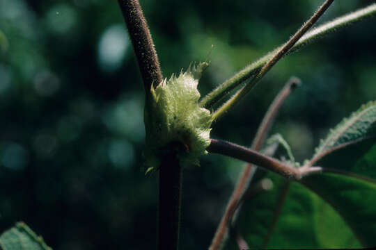 Слика од Passiflora macropoda Killip