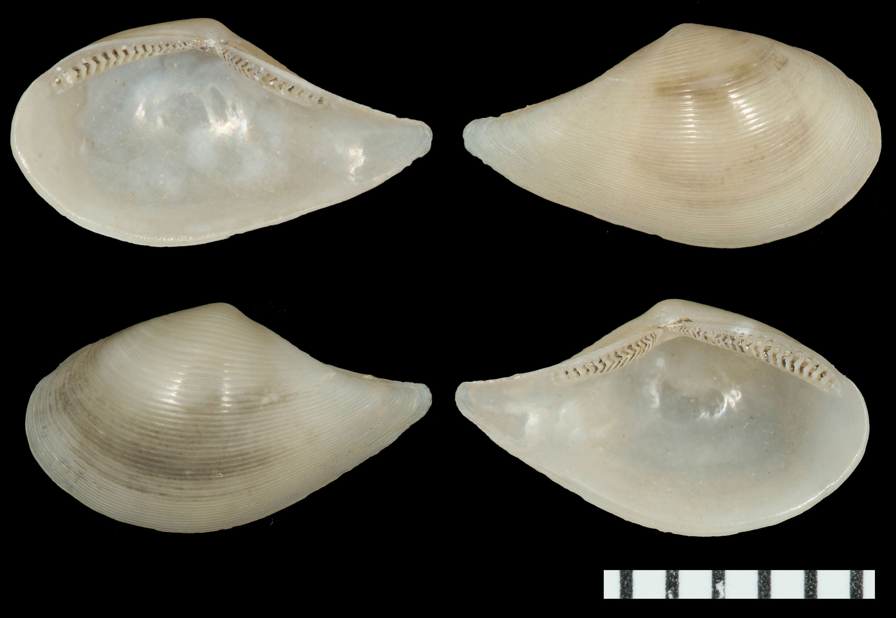Image of Concentric Nut Clam