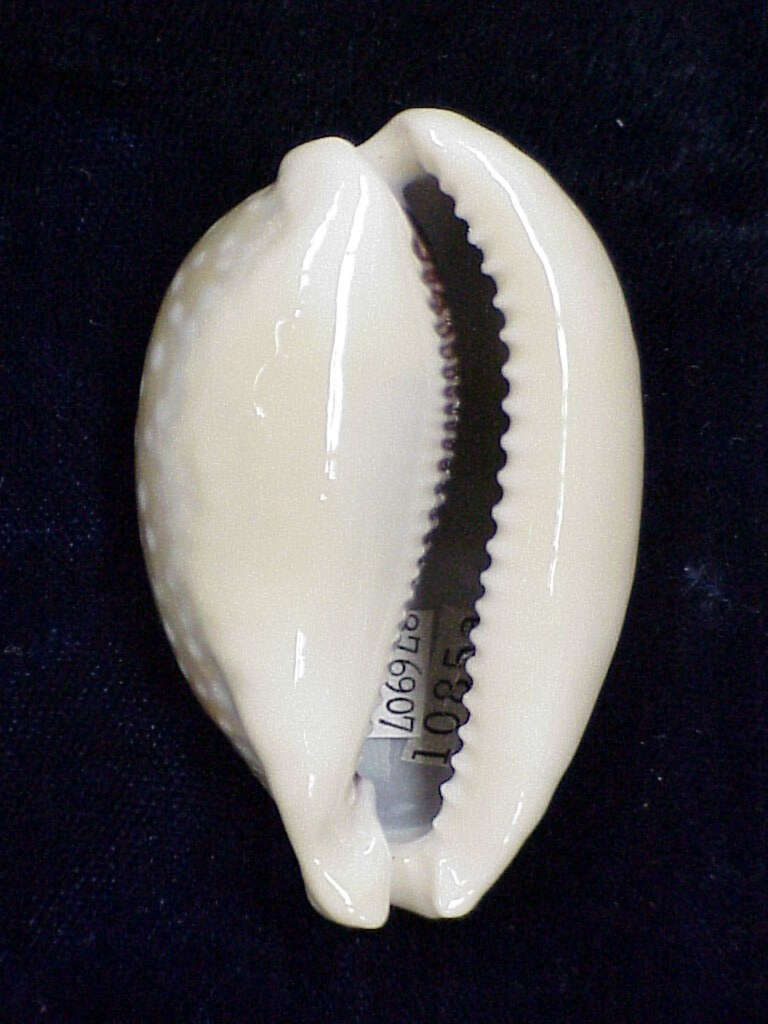 Image of camel cowrie