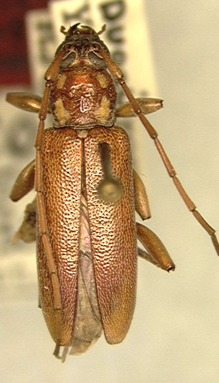 Image of Ceresium long-horned beetle