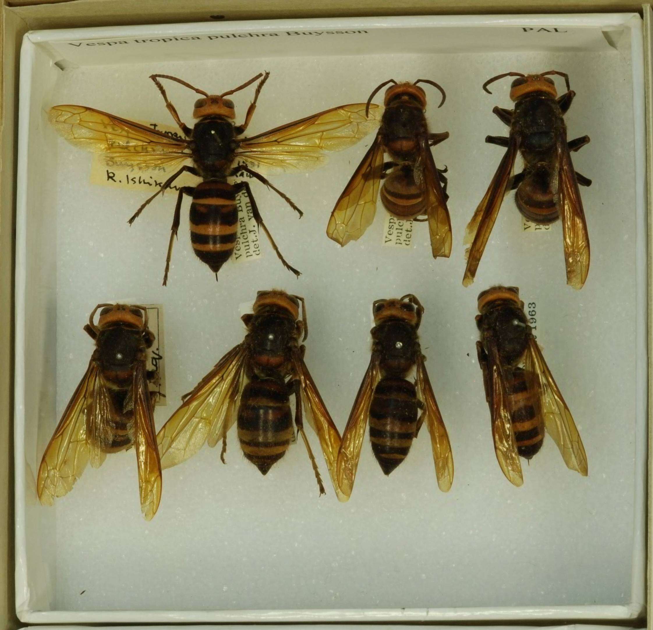 Image of Greater banded hornet