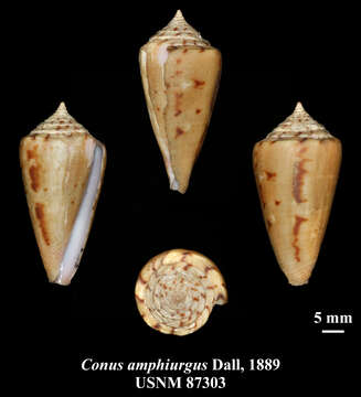 Image of Amphiurgus Cone