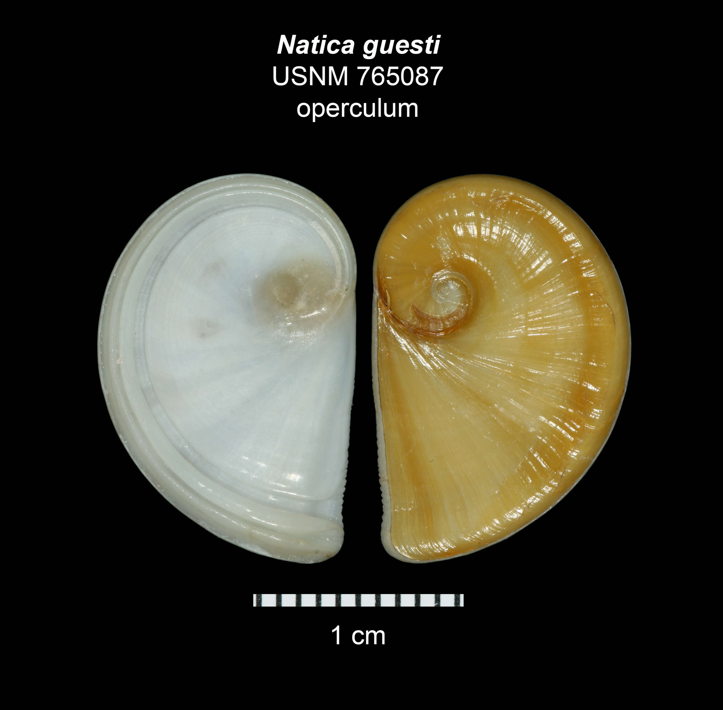 Image of Notocochlis guesti (Harasewych & Jensen 1984)